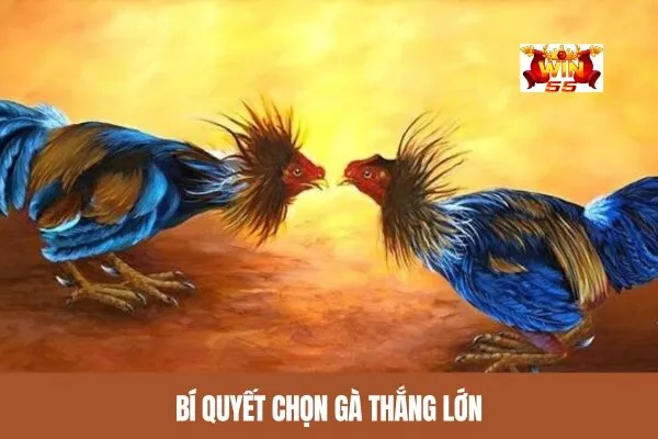 Bí Quyết Chọn Gà Thắng Lớn