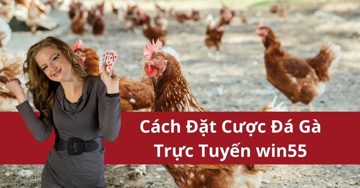 Cách Đặt Cược Đá Gà Trực Tuyến win55