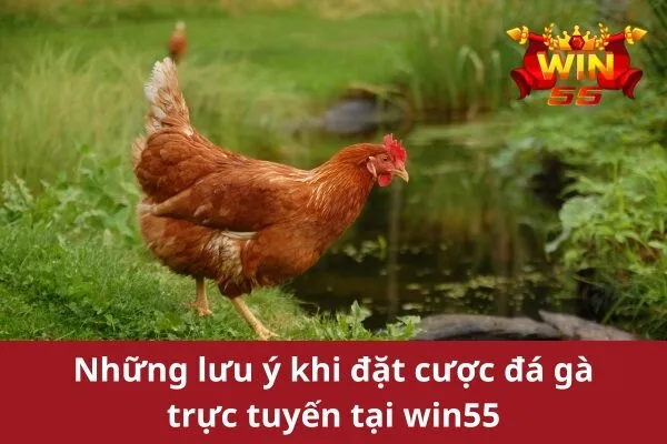 Cách Đặt Cược Đá Gà Trực Tuyến win55