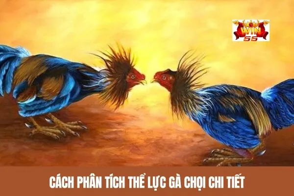 Cách Phân Tích Thể Lực Gà Chọi Chi Tiết