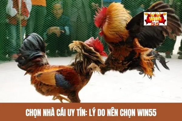 Chọn nhà cái uy tín_ Lý do nên chọn win55