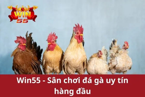 Hướng Dẫn Chơi Đá Gà Trực Tuyến win55