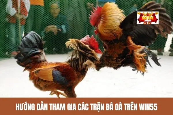 Hướng dẫn tham gia các trận đá gà trên win55