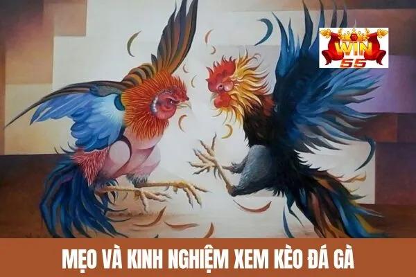 Mẹo và kinh nghiệm xem kèo đá gà