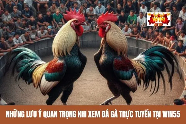 Những lưu ý quan trọng khi xem đá gà trực tuyến tại win55