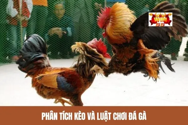 Phân tích kèo và luật chơi đá gà