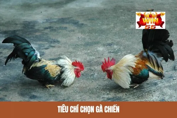 Tiêu chí chọn gà chiến