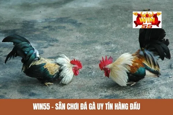 Win55 - Sân chơi đá gà uy tín hàng đầu