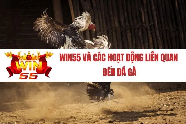 win55 Và Các Hoạt Động Liên Quan Đến Đá Gà